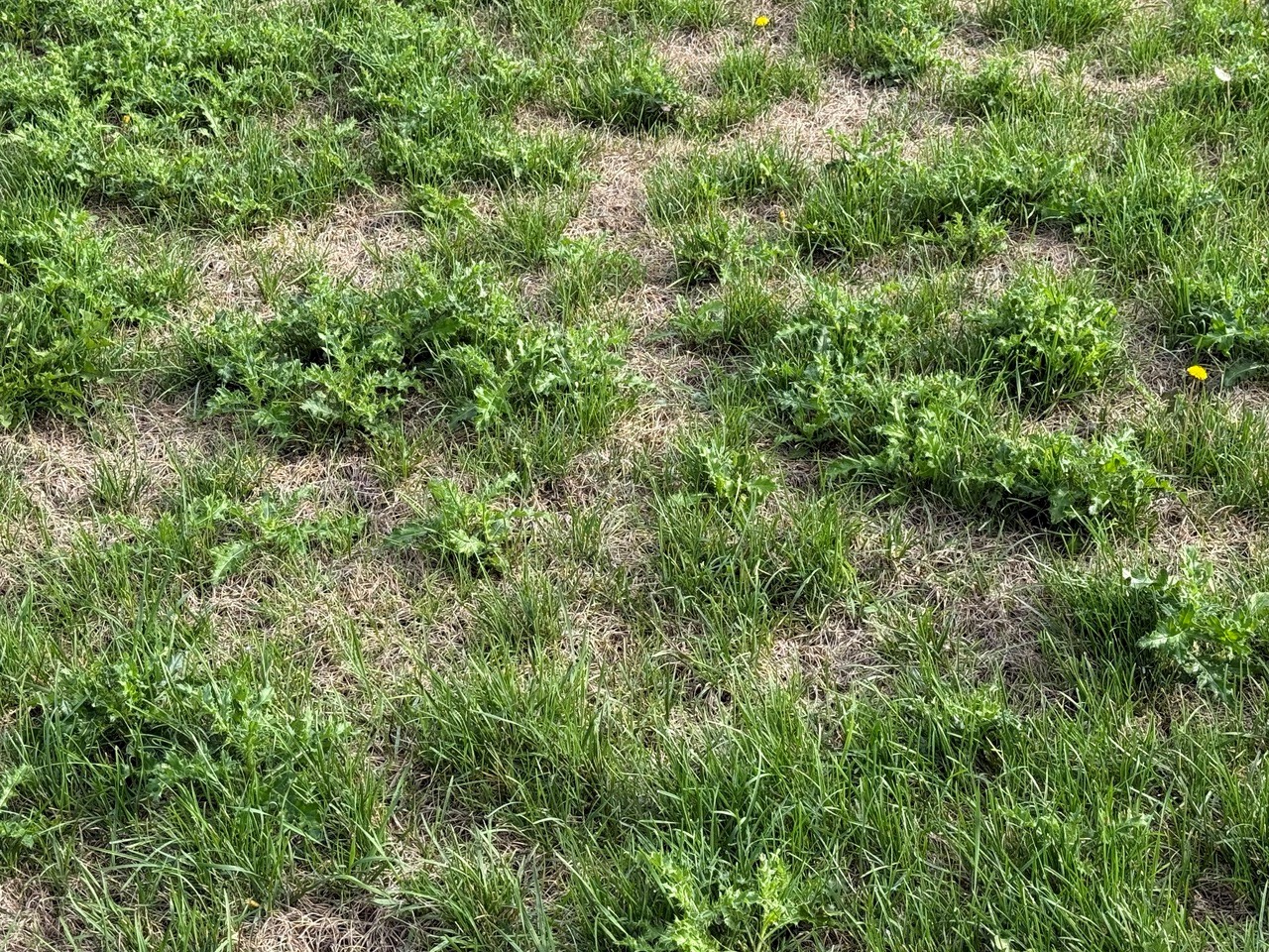 A lawn with bare spots and weeds.